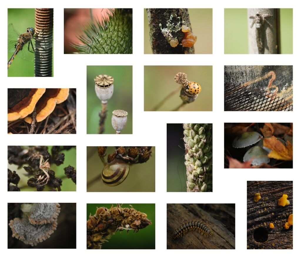 Several pictures representing close views on bugs and parts of plants.