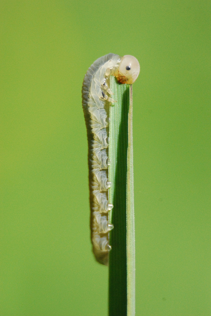 A caterpillar eating a leaf.
