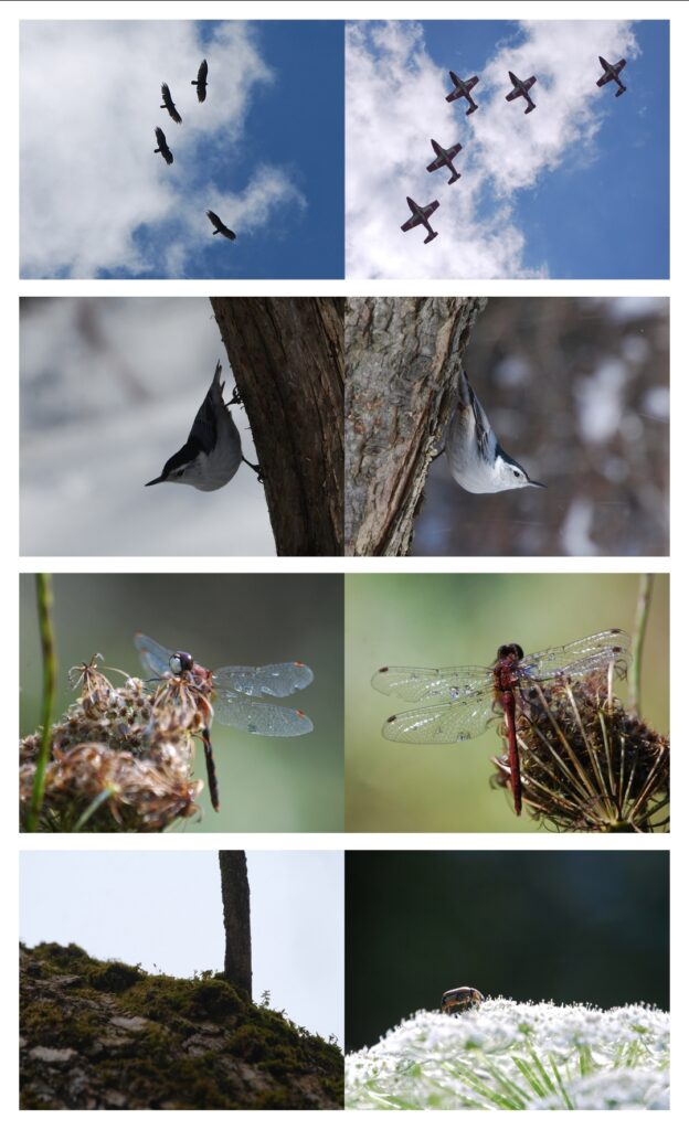 Diptych pictures representing birds, bugs and dragonflies.