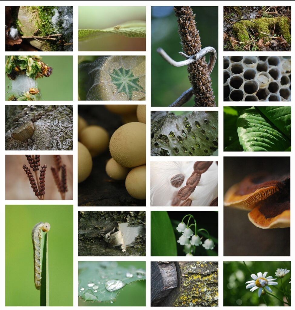 Several pictures representing close views on bugs, mushrooms, rocks, flowers, and parts of plants.